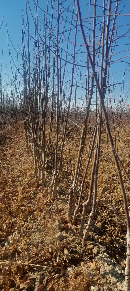 انواع محصولات نهالستان بزرگ صداقت در اصفهان