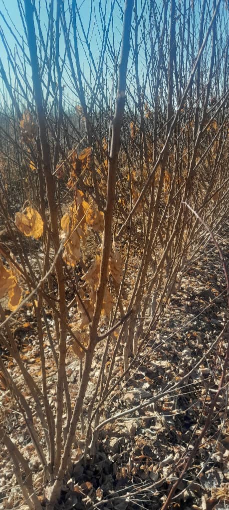 نکات مهم کاشت نهال 