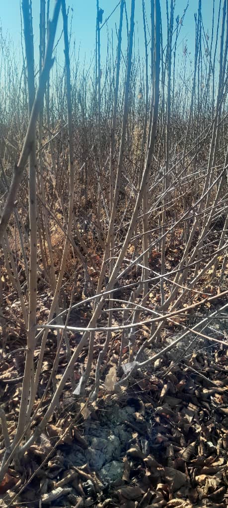 مزایای انتخاب نهالستان بزرگ صداقت در اصفهان