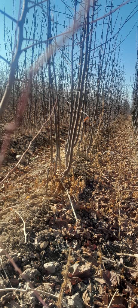 حفظ منابع طبیعی و تنوع زیستی