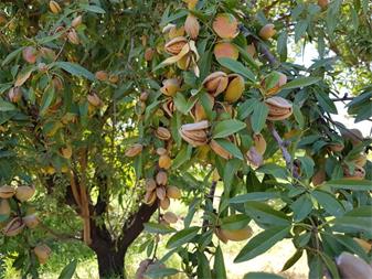 نهال بادام درختی