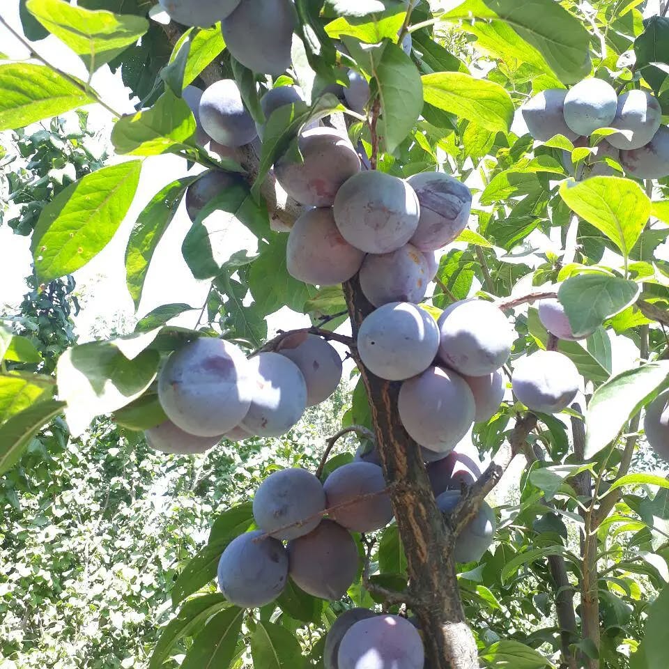 نهال شابلون