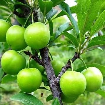 نهال گوجه سبز